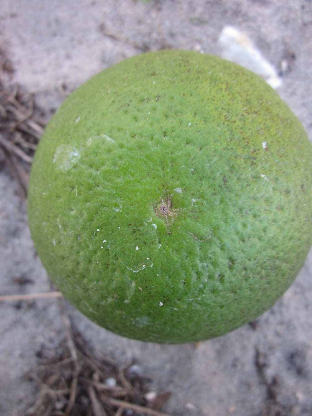            Immature fruit (Winter Haven, FL)   